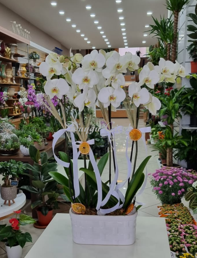 Orkide aranjman 4 dallı 